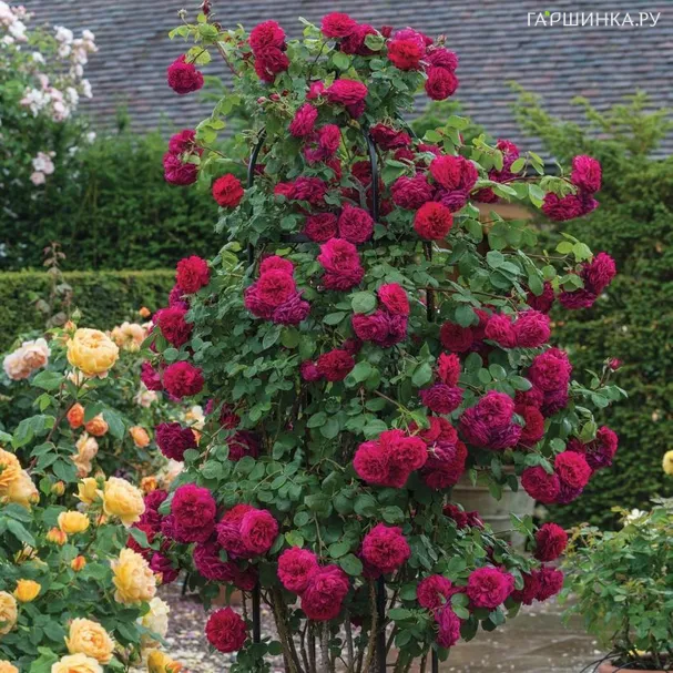 Роза Тесс оф зе Д`Эрбервилль плетистая, Imperial Rose